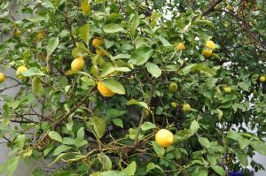 a lemon tree with lots of oranges on it at Affittacamere Elisa in Pisa