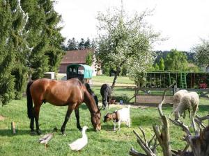 ein Pferd, das mit einigen Tieren auf einem Feld weidet in der Unterkunft Ferienhof Hirschfeld in Pfalzgrafenweiler