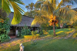 安巴多羅卡的住宿－月光曲旅館，一只狗站在一个棕榈树房子前面
