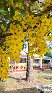 Ein Haufen gelber Blumen auf einem Baum in der Unterkunft Chacra el Cacique in Curuzú Cuatiá