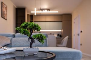 Un árbol bonsái sobre una mesa en una sala de estar. en Luxury 2bedroom apartment in Complex Family Garden with FREE parking, en Varna 93 fotos más