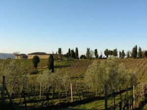 einen Weinberg mit Bäumen auf einem Feld mit einem Zaun in der Unterkunft Casa Ercole Farm Stay in Greve in Chianti