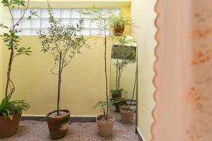 Κήπος έξω από το Hug Jeju