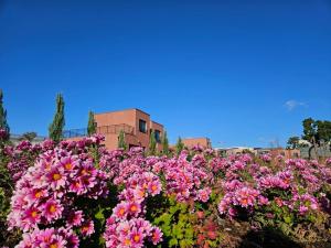 a field of pink flowers in front of a building at Seogwipo Tre Pension in Seogwipo