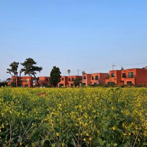 a field of yellow flowers with buildings in the background at Seogwipo Tre Pension in Seogwipo