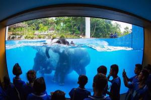 a group of children looking at a polar bear in a swimming pool at OYO 440 Season 5 Residence in Naung Kham