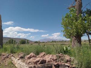 a stone wall in a field with a tree at Luna Calchaqui in Payogasta