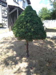 a small pine tree in front of a house at Guest House Poli in Levski +76 photos