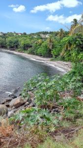una playa con rocas y plantas en la costa en Appartement confortable à Pointe-Noire 35 m² vue mer, en Pointe-Noire
