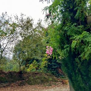 Um jardim no exterior de Casa Amarante Porto
