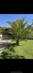 palma w środku pola trawy w obiekcie Villa climatisé avec piscine et jacuzzi w mieście Carpentras