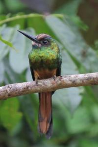 Gallery image of Hospedaje y tours Reina Arriera amazonas colombia in Macedonia