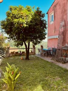 an orange tree in the yard of a house at Al Castello in Valeriano Lunense