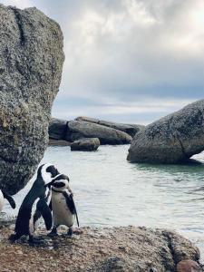 two penguins standing on a rock in the water at Cape Town cottage near colony of penguins in Simonʼs Town