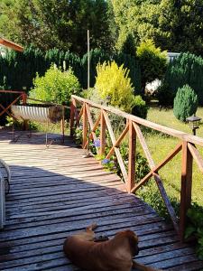 a dog laying on a wooden bridge with a cat at Los Cipreses in Ancagual +7 photos