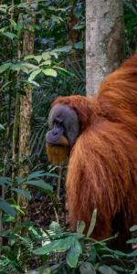 a large brown animal standing next to a tree at Eco Conservation Landak Luxury Tents in Bukit Lawang +49 photos
