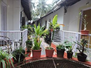 Zahrada ubytování Zappia Cove Resort Palolem