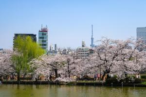 a group ofakura trees in a park next to a body of water at stayme THE HOTEL Ueno Ekimae in Tokyo