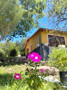 a pink flower in front of a house at La Calandria in Villa Serranita