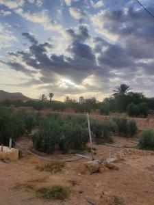 a view of a desert with trees and bushes at Elmoubaraka2 in Tataouine