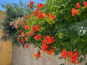 un ramo de flores rojas en una pared en Mas de silvacane, en La Roque-d'Anthéron