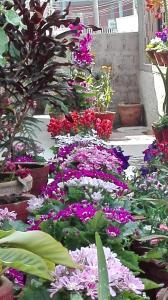 Taman di luar Hotel Buttercup