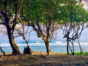 a group of trees on a beach near the water at La Curadiña - Encuentro Surf Hotel in Cabarete +32 photos