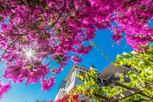 a tree with pink flowers in front of a building at Pounda Paou in Metókhion
