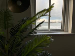 une plante devant une fenêtre donnant sur l'océan dans l'établissement Sound of the Sea - Penthouse in Portrush, à Portrush