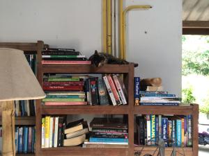 a book shelf full of books with a cat sitting on top at Fern House Retreat in Chalong