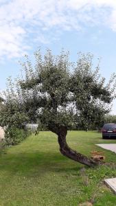 A garden outside Orgona Vendégház