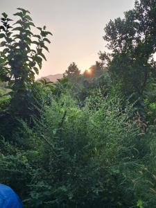 a field of bushes with the sunset in the background at Studio Green Haven- R 7 by Mukund Sadan Arambol in Arambol