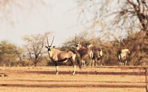 a group of antelopes standing in a field at Aranos Kalahariland Guest Farm in Aranos