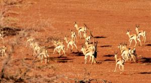 a herd of gazelle running in the desert at Aranos Kalahariland Guest Farm in Aranos