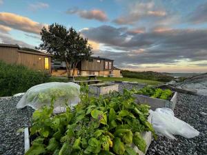 a garden with lettuce and other vegetables in boxes at Great cottage with unique views and high standard in Tørhogg