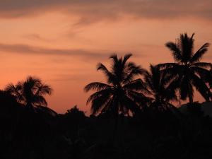 group of palm trees in front of a sunset at Ridge Boundary View in Dambulla