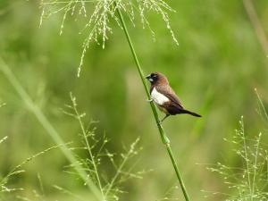 a bird perched on top of a plant branch at Ridge Boundary View in Dambulla