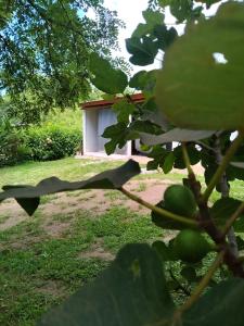 a building in the background with a bunch of green fruit at Che Sy ha Che Ru in Cosquín