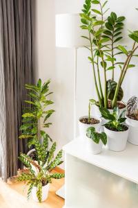 a group of plants on a white shelf at Private room with views to the mountains in Reykjavík