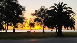 a group of palm trees in front of a body of water at El Viejo Roble in Chascomús