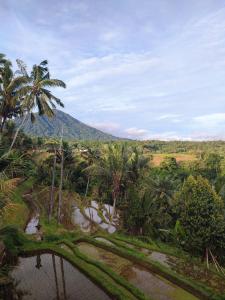 a view of a jungle with palm trees and a mountain at Gunza Bed and Breakfast in Jatiluwih +17 photos