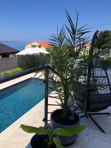 una pianta in un vaso accanto a una piscina di Apartments Kovacev a Zara (Zadar)
