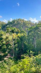 Fotografie z fotogalerie ubytování Rancho Romana Treehouse F04 v destinaci El Limón