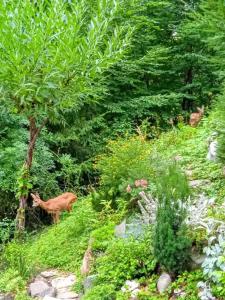 Giardino di Chata pod Bukem