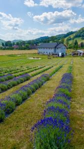 a field of purple flowers in a field at Lawendowy Raj in Pilchowice