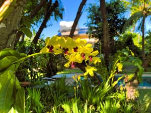 a yellow flower in the middle of a garden at Casa Chalé dos Pássaros Guarajuba in Camacari +37 photos