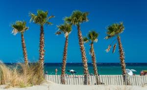 a group of palm trees on the beach at Chez Bastelle Classé 3 Étoiles Meublé de Tourisme in Saint Cyprien Plage