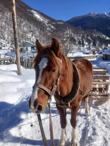 Altri animali domestici presso l'affittacamere o nei dintorni