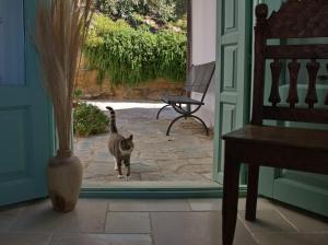 a cat walking through a door into a house at Villa Aquilo in Megali Ammos