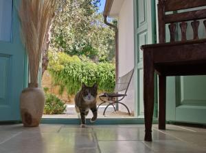 a cat walking in a doorway of a house at Villa Aquilo in Megali Ammos